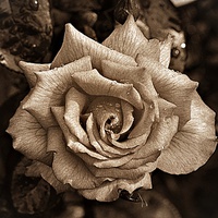 Buy canvas prints of Sepia Rose by Julia Whitnall