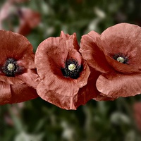 Buy canvas prints of Lest We Forget #2 by Julia Whitnall
