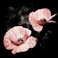 Buy canvas prints of Vintage Poppies by Julia Whitnall