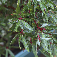 Buy canvas prints of The Rainy Season by Andy Jones