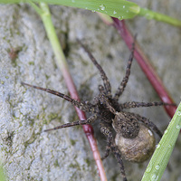 Buy canvas prints of Wolf Spider by Andy Jones