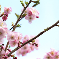 Buy canvas prints of 桜 (Sakura) by Andy Jones