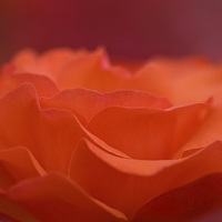 Buy canvas prints of orange rose petals by Maria McLaren