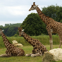 Buy canvas prints of Family Together by Peter Farrington