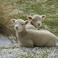 Buy canvas prints of Little Lambs by Peter Farrington