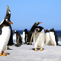 Buy canvas prints of Call of the Penguins by Peter Farrington
