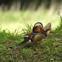 Buy canvas prints of Duck In The Woods by Peter Farrington