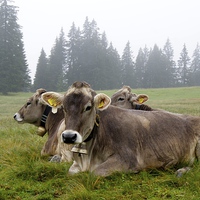 Buy canvas prints of  Milka Cows by Peter Farrington