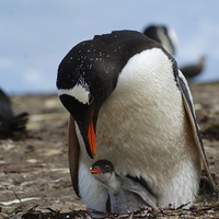 Buy canvas prints of Gentoo Penguin Mother And Baby by Peter Farrington