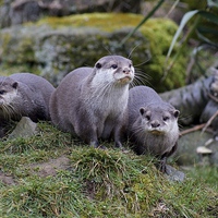 Buy canvas prints of  Otter Trio by Peter Farrington