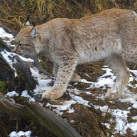 Buy canvas prints of  Lynx On The Prowl by Peter Farrington