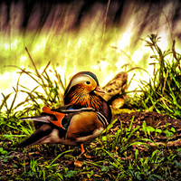 Buy canvas prints of The Very Colourful Mandarin Duck by Peter Farrington