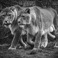 Buy canvas prints of Big Cats Hunt by Peter Farrington