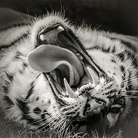 Buy canvas prints of Tiger Roar by Peter Farrington