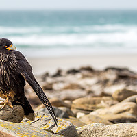 Buy canvas prints of Striated Caracara by Peter Farrington