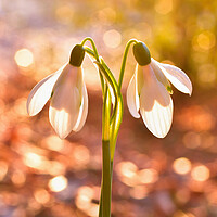 Buy canvas prints of Snow drops at sunrise  by Shaun Jacobs