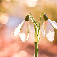 Buy canvas prints of Ethereal Snow Drops  by Shaun Jacobs