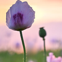 Buy canvas prints of Summer poppy at sunset  by Shaun Jacobs