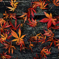 Buy canvas prints of Autumn leaves on wooden bench  by Shaun Jacobs