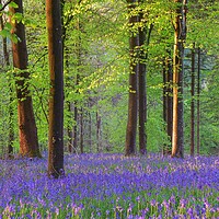 Buy canvas prints of Bluebells in the morning  by Shaun Jacobs