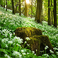 Buy canvas prints of Wild garlic morning  by Shaun Jacobs