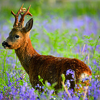 Buy canvas prints of A Roe deer standing in bluebells  by Shaun Jacobs