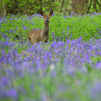 Buy canvas prints of A deer standing amongst bluebells  by Shaun Jacobs