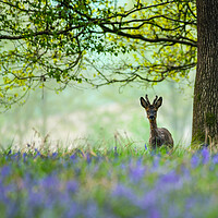 Buy canvas prints of Young deer in bluebells  by Shaun Jacobs