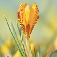 Buy canvas prints of Spring crocus  by Shaun Jacobs