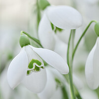 Buy canvas prints of Snowdrops in bloom  by Shaun Jacobs