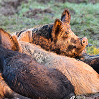 Buy canvas prints of Mangalica pigs sleeping in the sun  by Shaun Jacobs