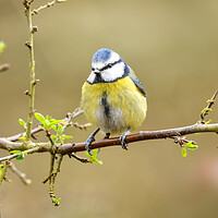 Buy canvas prints of Blue tit perched on a branch  by Shaun Jacobs