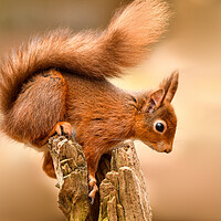 Buy canvas prints of Red Squirrel perched on a post  by Shaun Jacobs