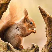 Buy canvas prints of A red squirrel holding a nut  by Shaun Jacobs