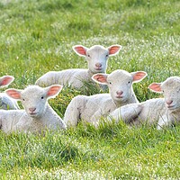Buy canvas prints of Spring lambs in the morning sun  by Shaun Jacobs