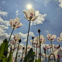 Buy canvas prints of  Tall poppies in the sun  by Shaun Jacobs