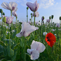 Buy canvas prints of  Poppies on a summer morning by Shaun Jacobs