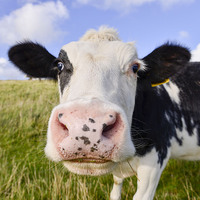 Buy canvas prints of Curious cow   by Shaun Jacobs