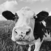 Buy canvas prints of  Curious cow grazing in a field  by Shaun Jacobs