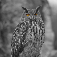 Buy canvas prints of  Eagle owl  by Shaun Jacobs