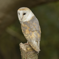 Buy canvas prints of  Barn owl  by Shaun Jacobs