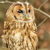 Buy canvas prints of  Tawny owl  by Shaun Jacobs