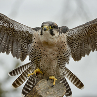 Buy canvas prints of  Peregrine Falcon coming into land  by Shaun Jacobs