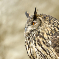 Buy canvas prints of  Eagle owl  by Shaun Jacobs