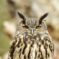 Buy canvas prints of Eagle owl by Shaun Jacobs