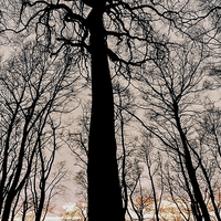 Buy canvas prints of  Silhouetted trees at sunset  by Shaun Jacobs