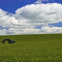 Buy canvas prints of Lone barn in a corn field  by Shaun Jacobs
