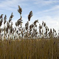 Buy canvas prints of Reeds on the shore  by Shaun Jacobs