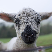 Buy canvas prints of Spring Lamb  by Shaun Jacobs