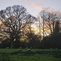 Buy canvas prints of Sunset over a field of sheep by Shaun Jacobs